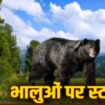 भालुओं की आबादी और आवास का होगा आकलन, देशव्यापी सर्वे करेगा WII