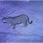 धनौरा के घर में घुसा गुलदार, ग्रामीणों में दहशत; वन विभाग ने शुरू की गश्त