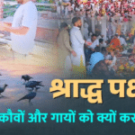 श्राद्ध पक्ष में कौवों और गायों को क्यों खिलाया जाता है भोजन? कैसे मिलता है पितरों का आशीर्वाद, जानिए