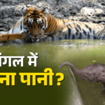 उत्तराखंड के जंगलों में उपलब्ध पानी का पहली बार जुटाया गया डाटा, 3 साल में लबालब हुई जंगलों की वाटर बॉडी