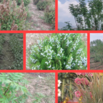 एरोमैटिक फसलों से आत्मनिर्भर उत्तराखंड, महक क्रांति का दशक भर का प्लान..