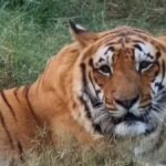 हरिद्वार बाघ शिकार मामले में बड़ा एक्शन, रेंजर विनय राठी, फॉरेस्टर और फॉरेस्ट गार्ड निलंबित