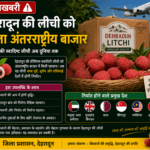 देहरादून की लीची को मिला अंतरराष्ट्रीय बाजार