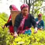 उत्तराखंड की ऑर्गेनिक चाय ने बनाई नई पहचान, 1600 हेक्टेयर में विकसित किया चाय बागान, 4200 लोगों को मिला रोजगार